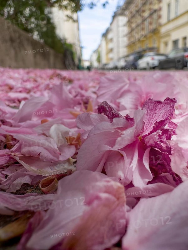 Petals from the Japanese Cherry, serrated-leaved cherry, Oriental cherry, serrated-leaved cherry tree and Japanese Cherry tree (Prunus serrulata) lie on the road, Munich, Bavaria, Germany
