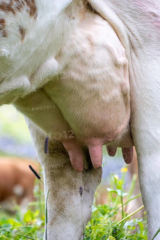 Udder of a dairy cow (Bos taurus), on an alpine meadow, Bernese Alps, Bernese Oberland, Switzerland