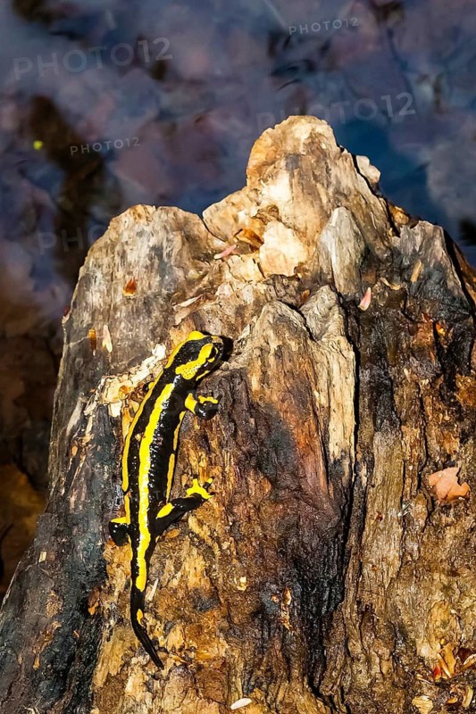 Animals, amphibians, tailed amphibians, true salamander, fire salamander, water bodies, one, individual, biotope, (Salamandra salamandra)