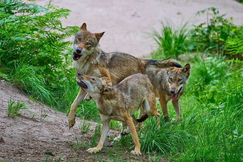 A pack of wolves in a lush forest landscape, summer, wolf (Canis lupus), Germany