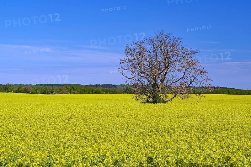 A single tree stands in a wide, yellow rapeseed field under clear blue sky, Rügen, Mecklenburg-Western Pomerania, Germany