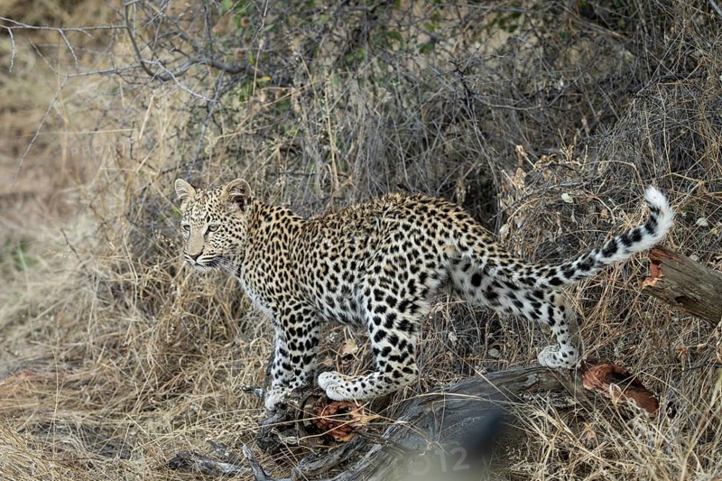 Leopard (Panthera pardus) in tall grass, Khomas Region, Namibia