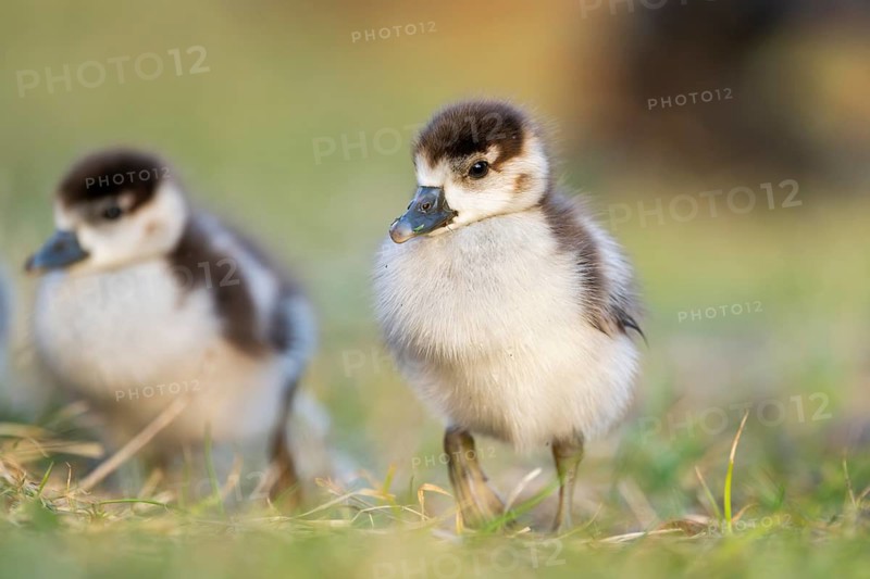 Egyptian goose (Alopochen aegyptiaca) cute chicks on a meadow at the shore of a lake, Bavaria, Germany