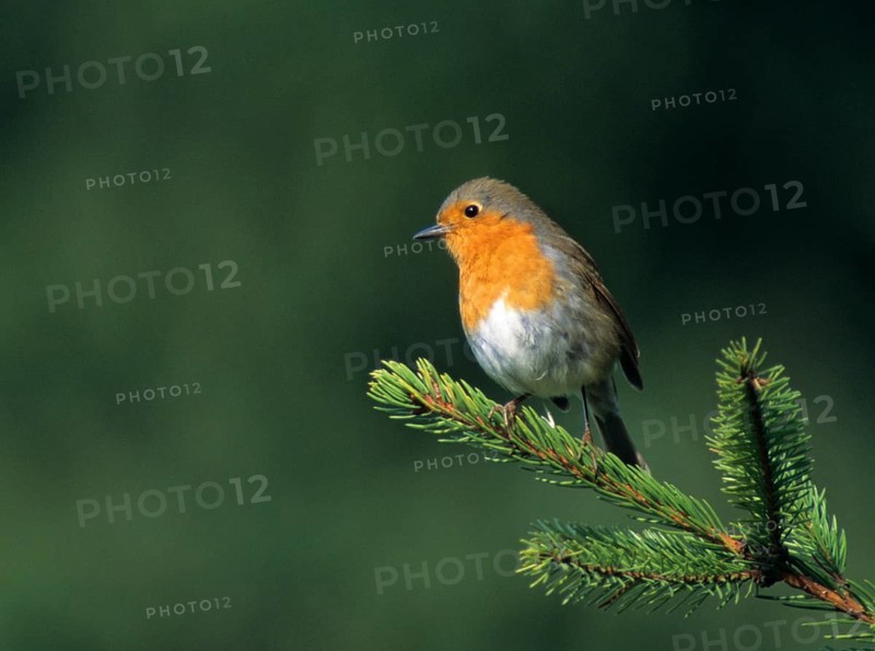 Erithacus rubecula, robin, robins, birds, leo, passeri, songbirds, birds
