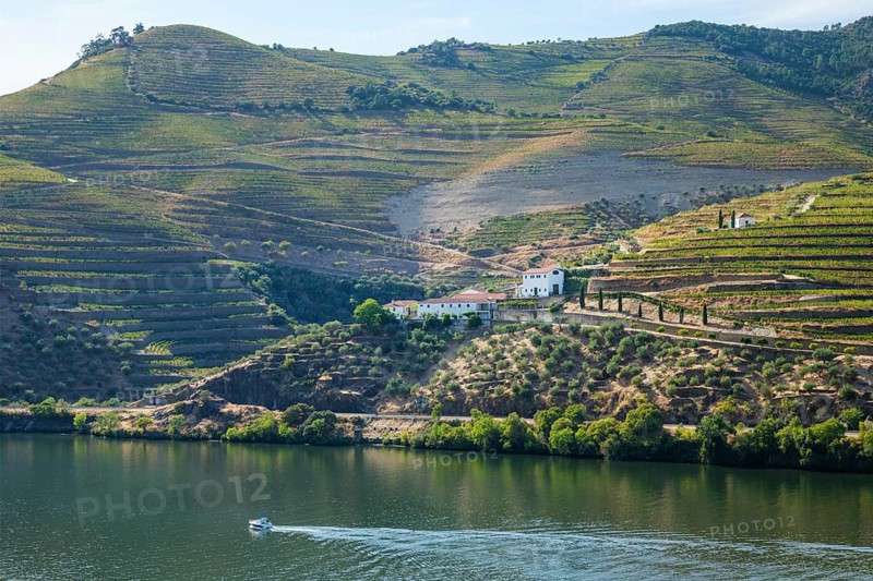 Douro river boat and quinta vineyard in Portugal daylight, with a white estate, terraced wine fields and a wake across the water