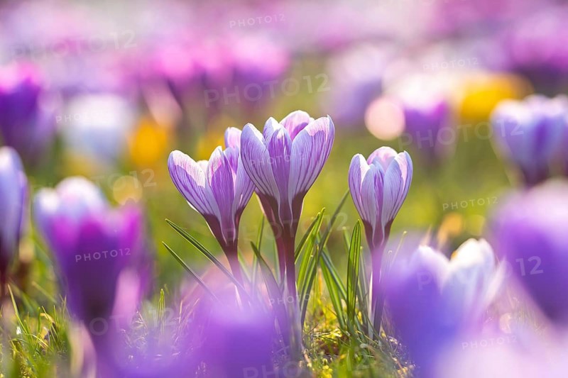 Colourful crocuses (Crocus sp.) blooming in flower garden in late winter, early spring
