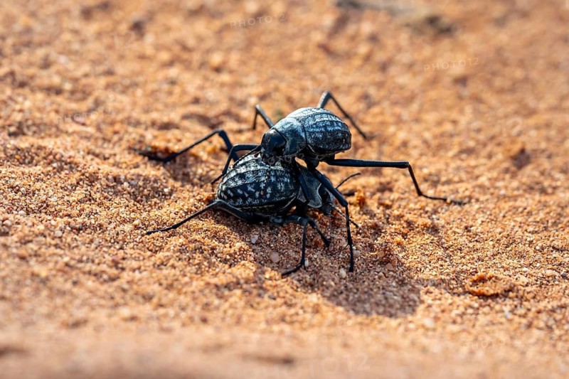 Two fog beetles (Onymacris unguicularis), mating, Toktokkie beetle, in the sand, Namib Desert, Namib Naukluft Park, Namibia