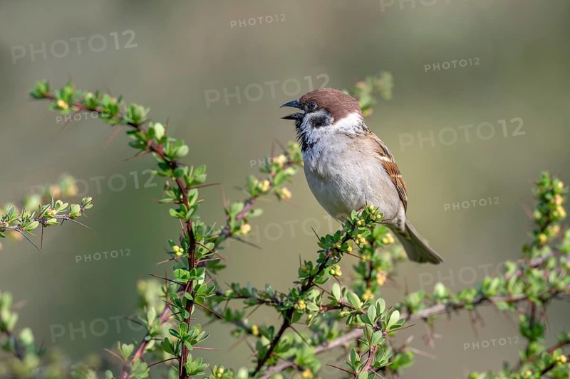 Tree sparrow (Passer montanus), perched on a barberry bush, Littlewood Ranch, Limbach, Burgenland, Austria