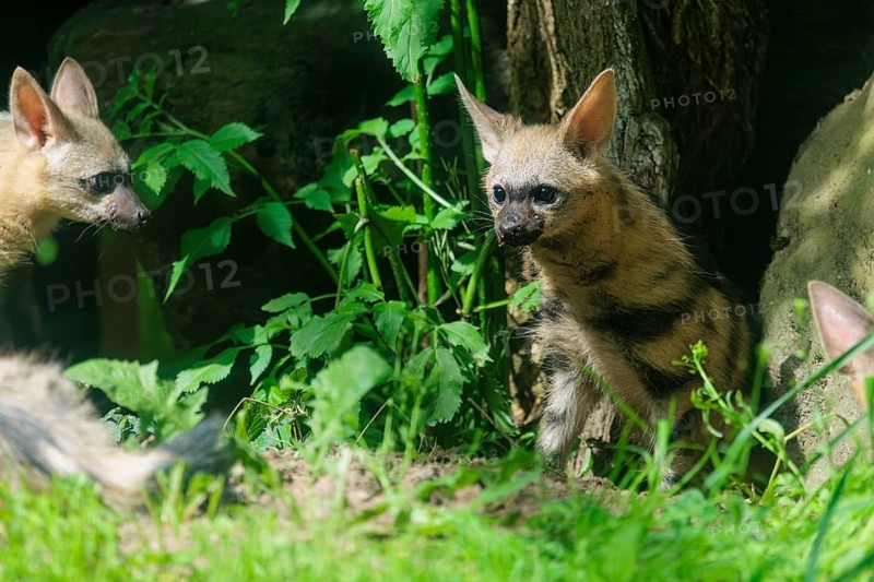Two young aardwolves (Proteles cristatus) stand in the undergrowth on a sunny day. Captive