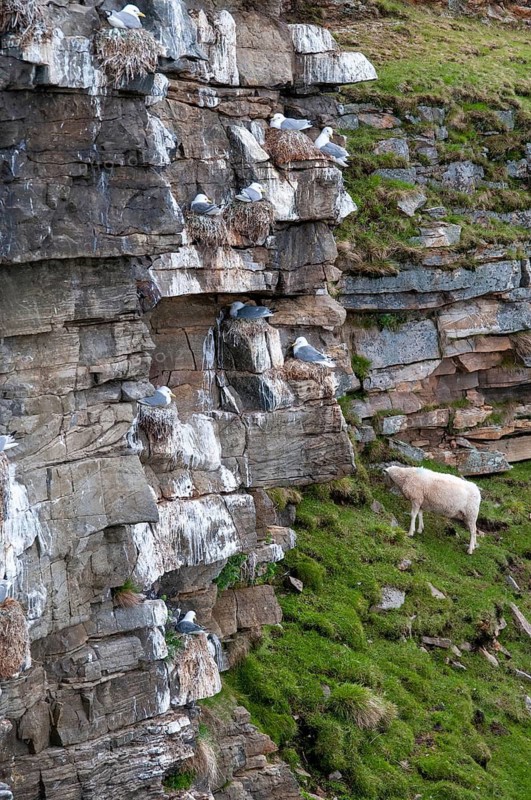 Artiodactyla, black-legged kittiwake, domestic sheep, kittiwake, even-toed ungulate, domestic sheep, Norway, Ovis Gmelini aries, cloven-hoofed, rissa tridactyla, varanger, birds, charadriiformes, domesticated animals, gulls, pet, high size, portrait format, limikolen, mammals, seagulls, sheep, sheep, mammals, birds