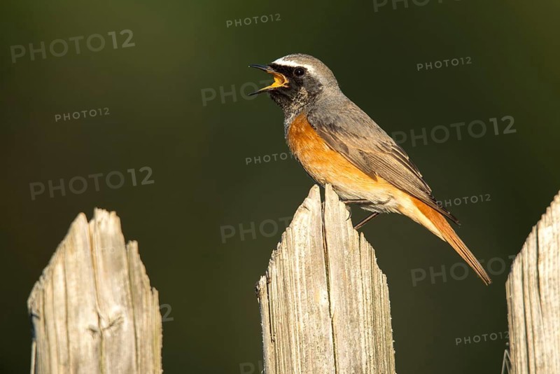 Garden redtail, Phoenicurus phoenicurus, redstart, birds, call, garden fence, garden birds, garden fence, song, passeri, call, singing, songbirds, birds