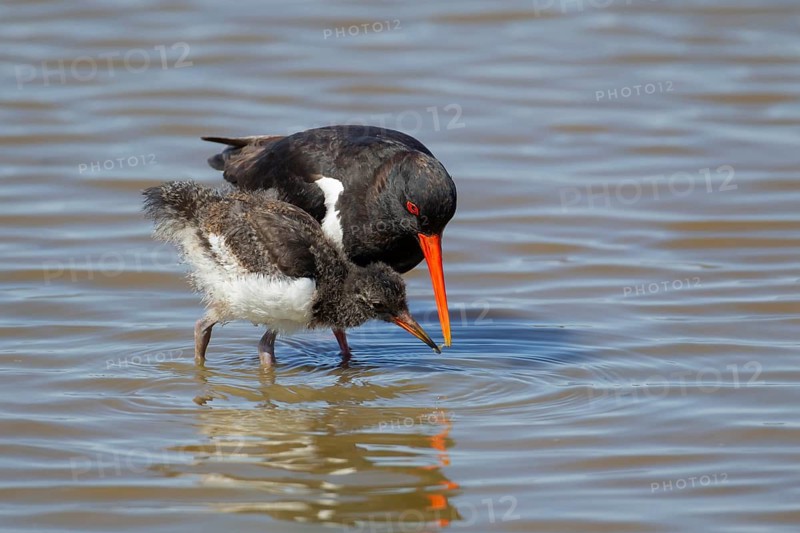 Eurasian oystercatcher (Haematopus ostralegus) adult parent feeding a juvenile baby wading bird in a shallow lagoon in summer, RSPB Minsmere nature reserve, Suffolk, England, United Kingdom