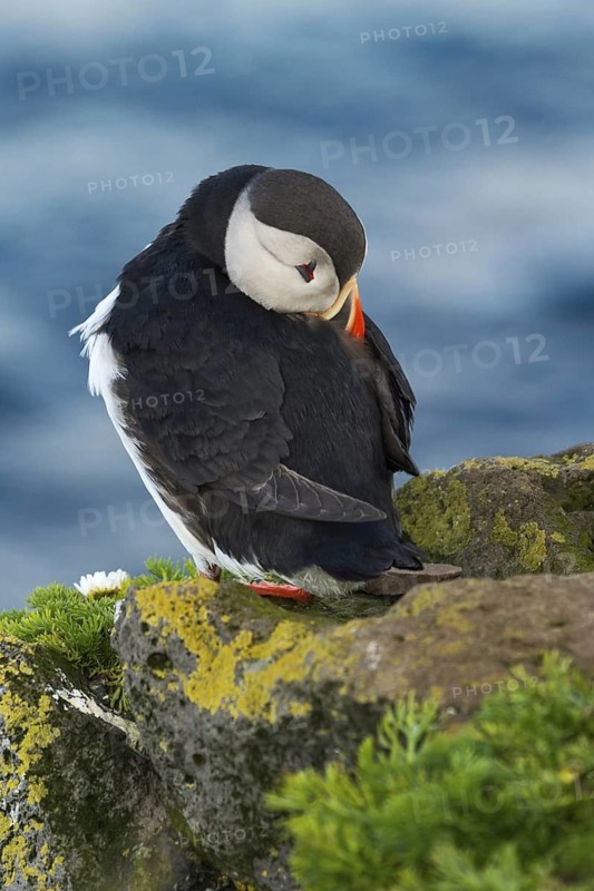 Atlantic Puffin (Fratercula arctica) on cliff, Iceland