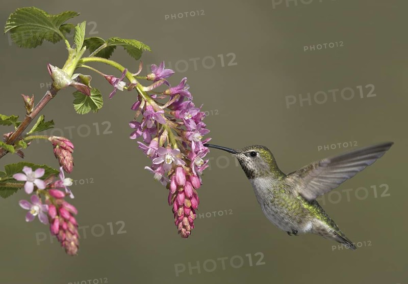 Anna's Hummingbird (Calypte anna), British Columbia, Canada