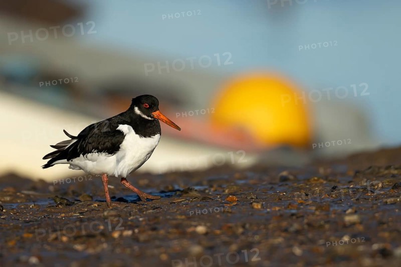 Eurasian oystercatcher (Haematopus ostralegus) adult wading bird on a shoreline, England, United Kingdom
