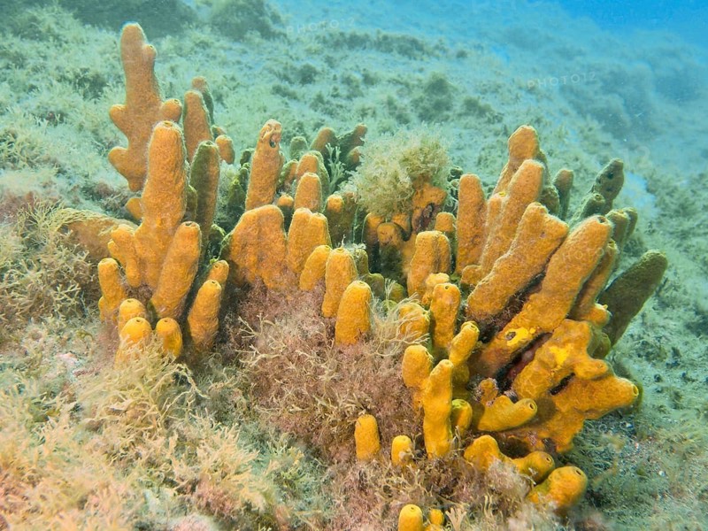 Golden sponge (Aplysina aerophoba) underwater, surrounded by seaweed and clear water, Risco Verde dive site, Arinaga, Gran Canaria, Spain, Europe, Atlantic Ocean