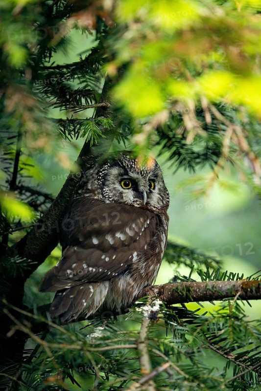 A well-camouflaged owl perched on a branch amidst dense vegetation, Ural Owl (Strix uralensis), adult, on a fir tree, alert, Bohemian Forest, Czech Republic