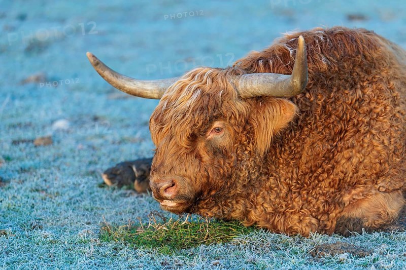 A highland bull (Bos primigenius taurus) lies in a frost-covered pasture early in the morning on a sunny day. Bavaria, Germany