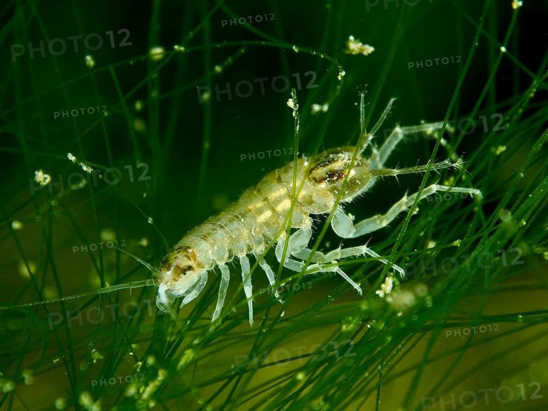 A small crustacean, water isopod (Asellus aquaticus), crawling through green underwater plants, dive site Zollbrücke, Rheinau, Canton Zurich, Rhine, High Rhine, Switzerland, Jestetten, Germany