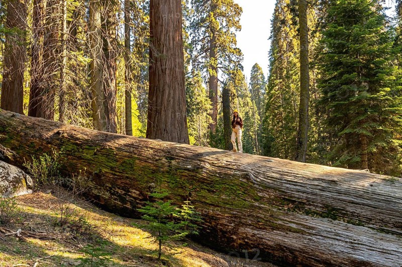 Woman standing on massive fallen sequoia trunk, soaking in sunlight and scale of ancient redwood forest during a peaceful hike in sequoia national park wilderness