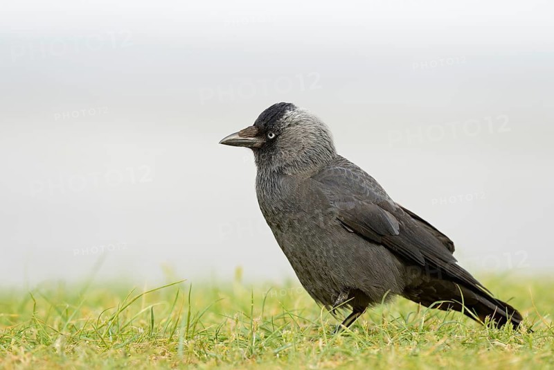 Jackdaw (Coloeus monedula) in a meadow, Norderney, North Sea, East Frisian Islands, Lower Saxony, Germany