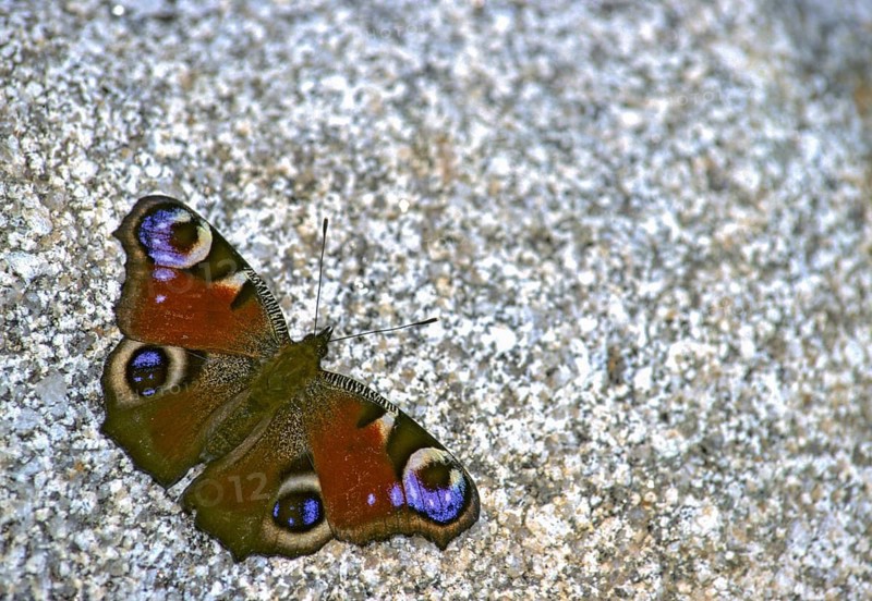 Aglais io, Inachis io, Nymphalis io, peacock, peacock, butterfly, insects, leo, butterfly, butterflies, butterflies