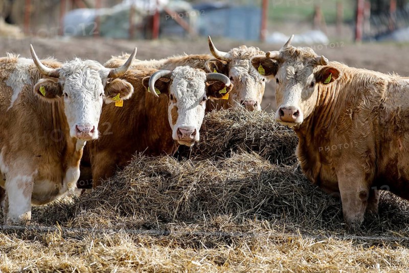 Cattle from the Jahnsfeld organic farm in Brandenburg. The suckler cows graze the surrounding grassland in summer and spend the winter in a playpen with a run out. The fattening pigs also have access to the open air. In addition to rye and wheat, oats and spelt are used as bread and baked cereals on the arable land, Müncheberg, Brandenburg, Germany