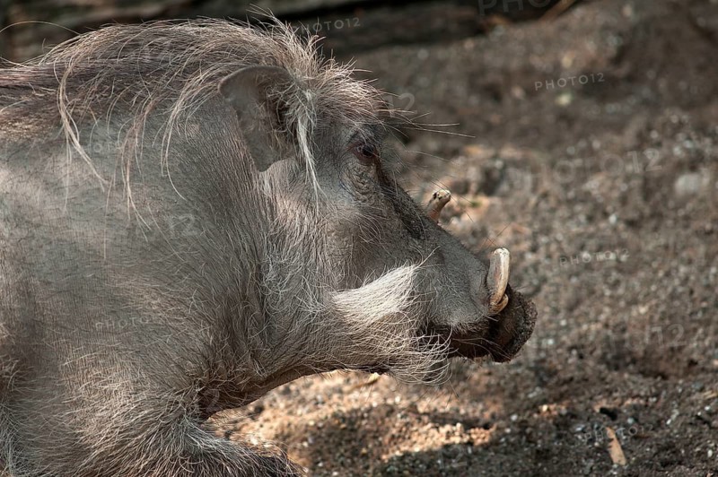 Desert warthog (Phacochoerus aethiopicus) eating leaves from a shrub, in captivity, Germany