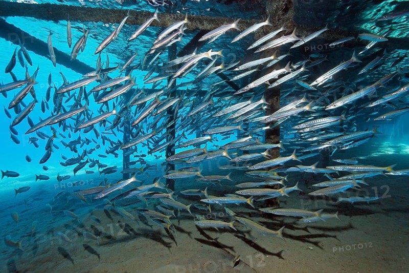 Shoal of yellow-tailed barracudas (Sphyraena flavicauda) seeking shelter under the jetty, Jetty, Red Sea, Makadi Bay, Port Safaga, Egypt