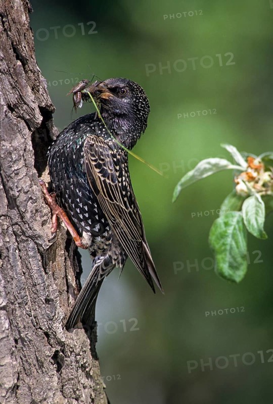 Star, Starling, Sturnus Vulgaris, Birds, Breed, Breeding, Female, Feeding, High Size, Portrait, Passeri, Songbirds, Birds, Female
