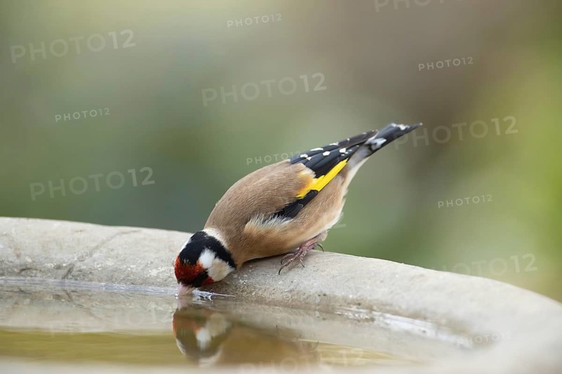 European goldfinch (Carduelis carduelis) adult bird drinking water from a garden bird bath, Suffolk, England, United Kingdom
