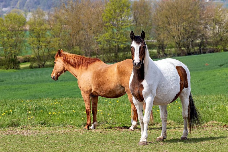 Two horses standing in a green meadow against a background with trees in spring, Two horses in a meadow