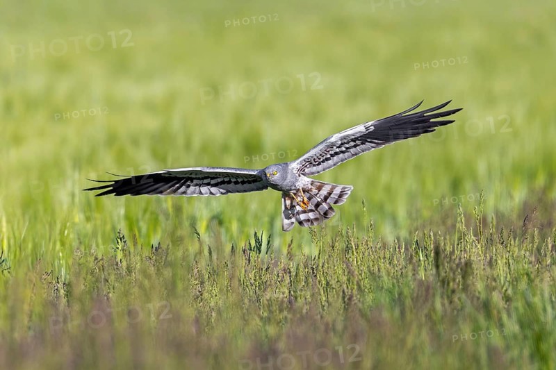 Montagu's harrier (Circus pygargus) adult male in flight showing underside of wings while hunting over field in spring