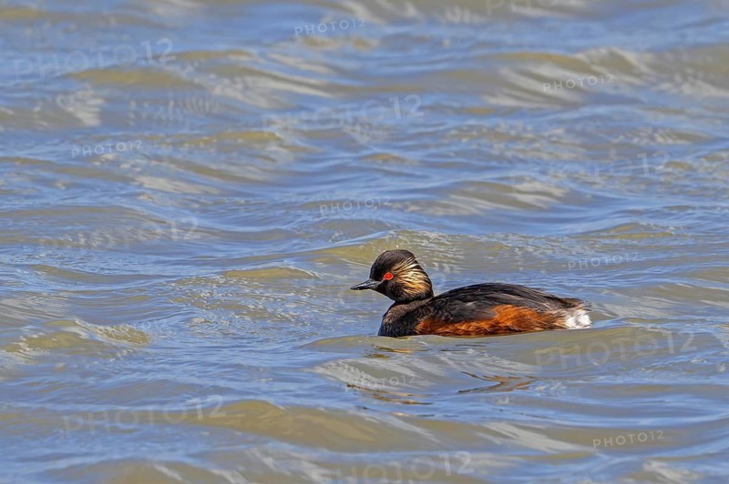 Black-necked grebe, eared grebe (Podiceps nigricollis) in breeding plumage swimming in pond in spring