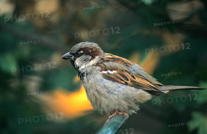 House sparrow, house sparrow, passer domesticus, sparrow, birds, leo, male, passeri, songbirds, sparrow, sparrow, sparrow, sparrow, sparrow, sparrow, sparrow, birds