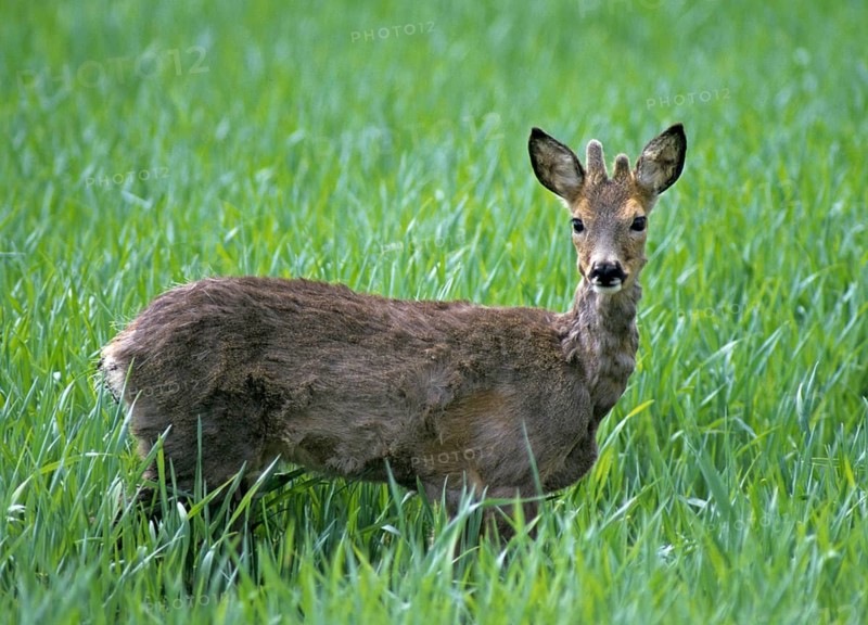Artiodactyla, Capreolus capreolus, even-toed ungulate, cloven-hoofed, roe deer, roe deer, spring, hair change, buttonbuck, leo, mammals, jump, mammals