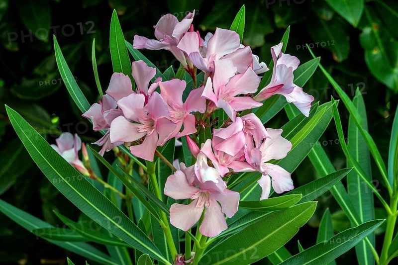 Oleander (Nerium oleander), also known as rose laurel, in bloom, with pink flowers, Baden-Württemberg, Germany