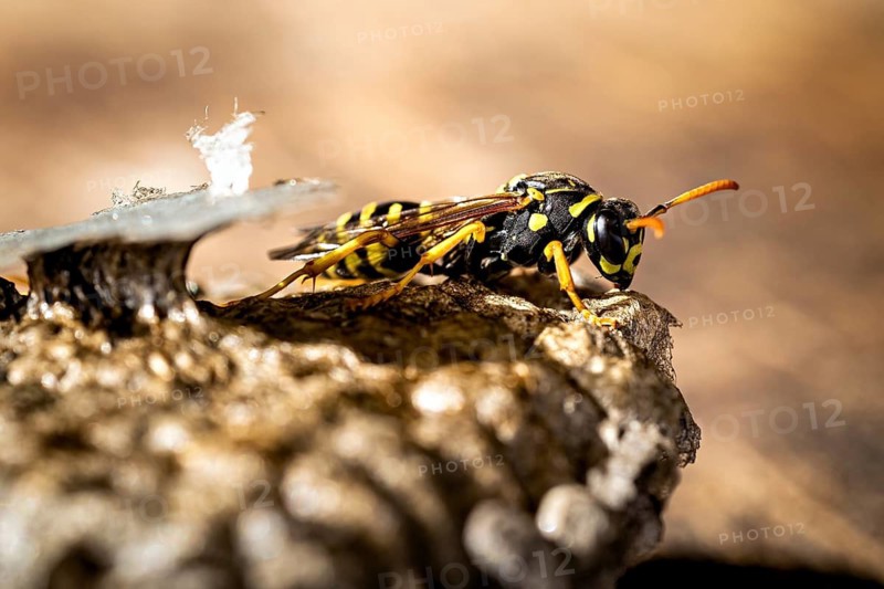A close-up of a wasp on a nest, its yellow and black stripes are clearly visible. Field wasps on their abandoned nest near Herleshausen, Germany (Polistinae)