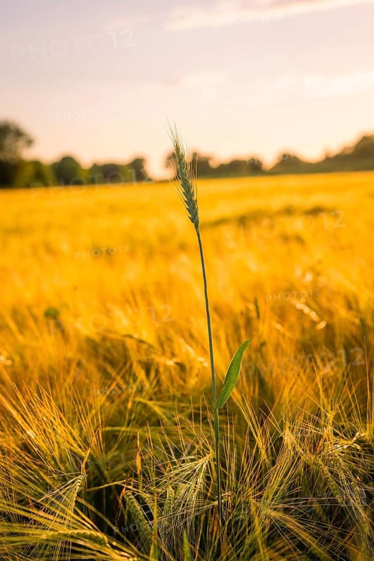 Single stalk in a golden cornfield at setting sun, Gechingen, Hecken and Gäu region, Landreis Calw, Germany