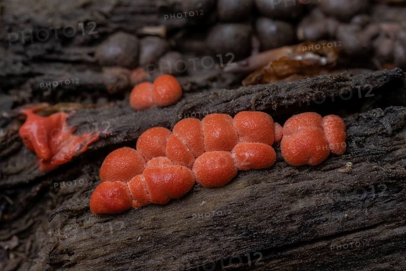 Hypoxylon fragiforme (Hypoxylon fragiforme), Emsland, Lower Saxony, Germany