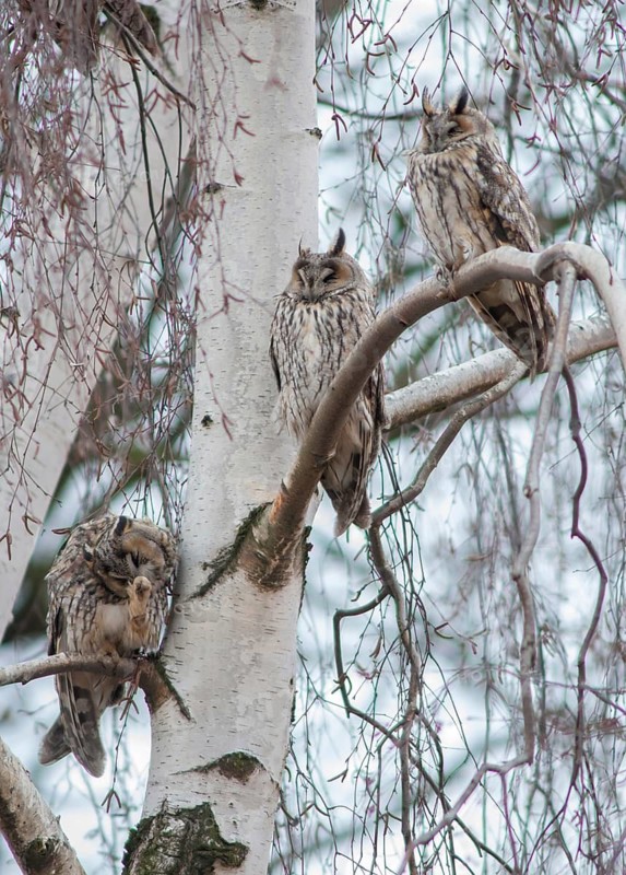 Asio otus, long-eared owl, long-eared owl, birds, cat owl, owls, high size, portrait format, lesser horned owl, owls, strigiformes, birds