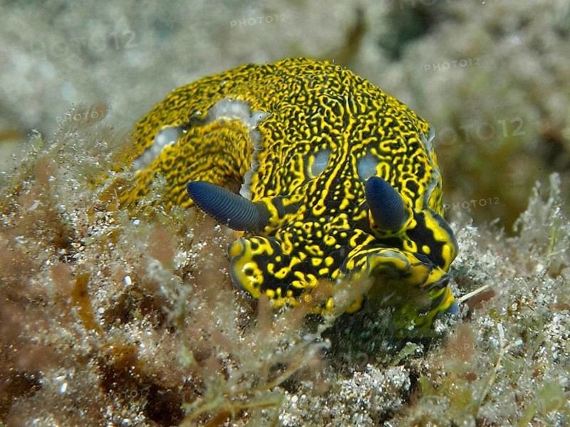 A yellow nudibranch with distinctive markings, the yellow-purple star nudibranch (Felimare picta), moves across seaweed at the El Cabron Marine Protected Area dive site, Arinaga, Gran Canaria, Spain, Europe, Atlantic Ocean