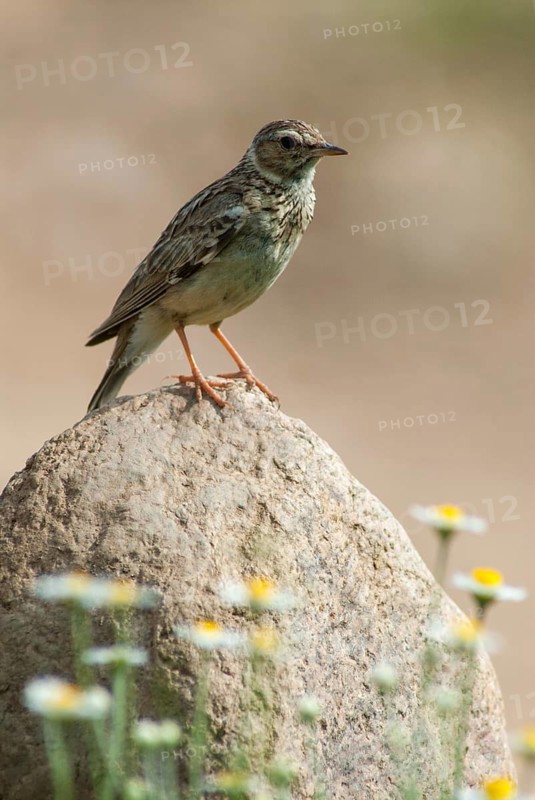 Woodlark, Lullula Arborea, Woodlark, Birds, Bulgaria, high size, portrait format, larks, passeri, songbirds, birds