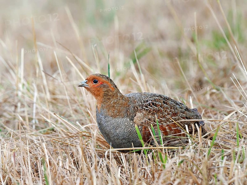 Partridge (Perdix perdix) on a mown meadow, Solms, Hesse, Germany