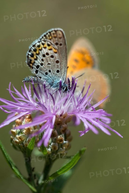 Argus blue, plebeius argus, silver-studded blue, butterfly, high size, portrait format, insects, butterfly, butterfly, butterfly