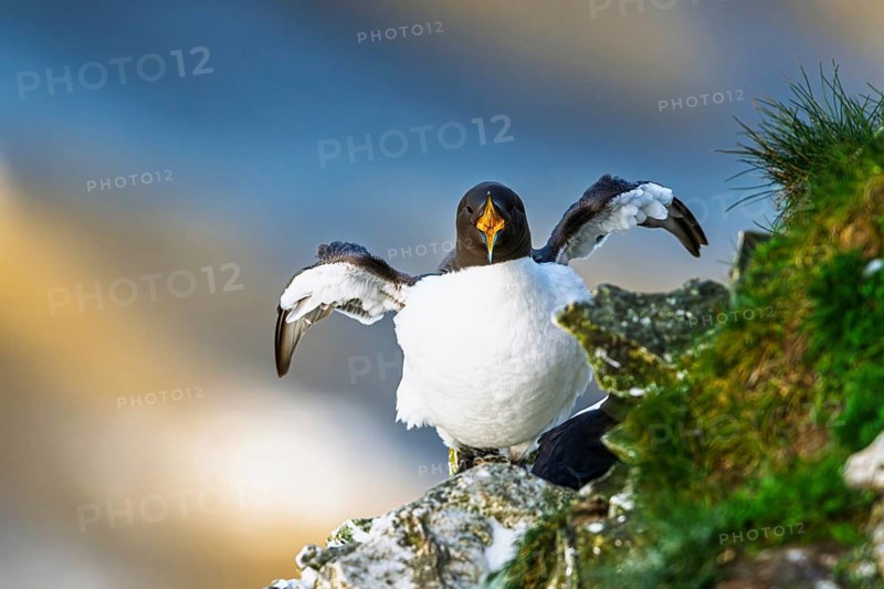 Guillemot, Uria Aalge, Bempton Cliffs, Yorkshire, England, United Kingdom