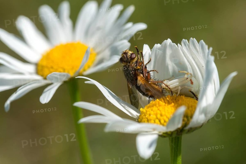 Arachnida, Misumena vatia, arachnids, variable crab spider, arthropod, prey, flower spider, arthropods, Goldenrod Crab Spider, hunting, crab spider, spiders, spiders