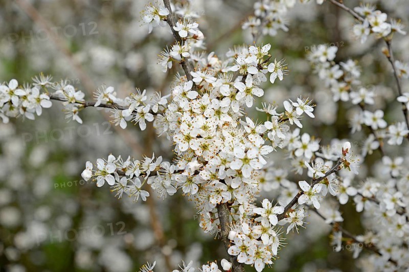 Blackthorn (Prunus spinosa) in bloom, North Rhine-Westphalia, Germany