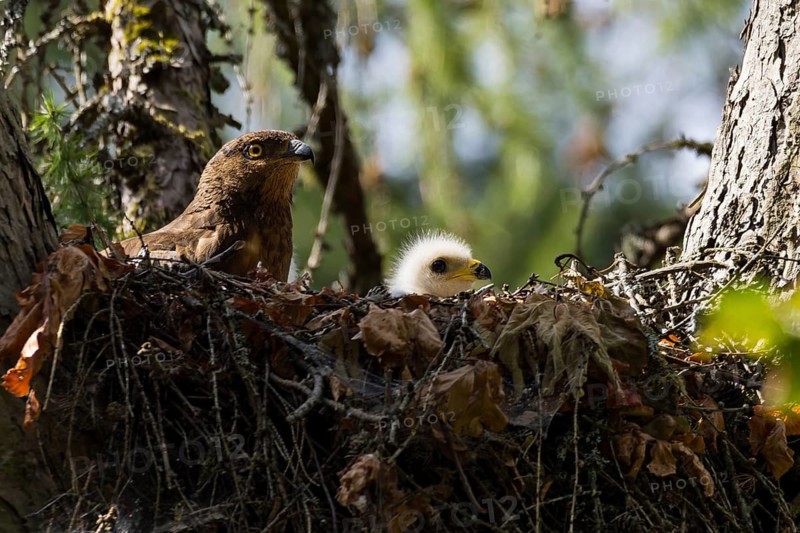 Honey Buzzard (Pernis apivorus), close-up, female with a young bird in white down feathers in a nest on a larch tree in the forest, Hesse, Germany