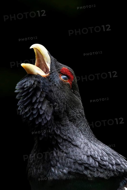 A dark-feathered bird in the forest stands on green grass and raises its beak: a displaying capercaillie (Tetrao urogallus), Black Forest, portrait, Baden-Württemberg, Germany